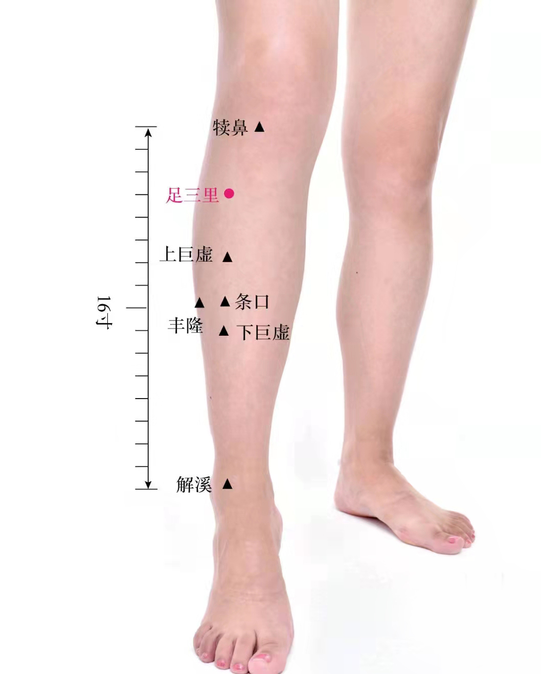 足三里 足三里